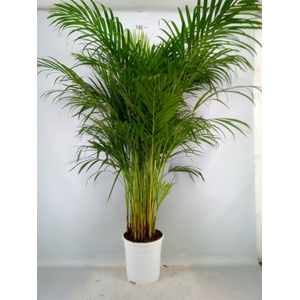 Dypsis lutescens   ...Chrysalidoca