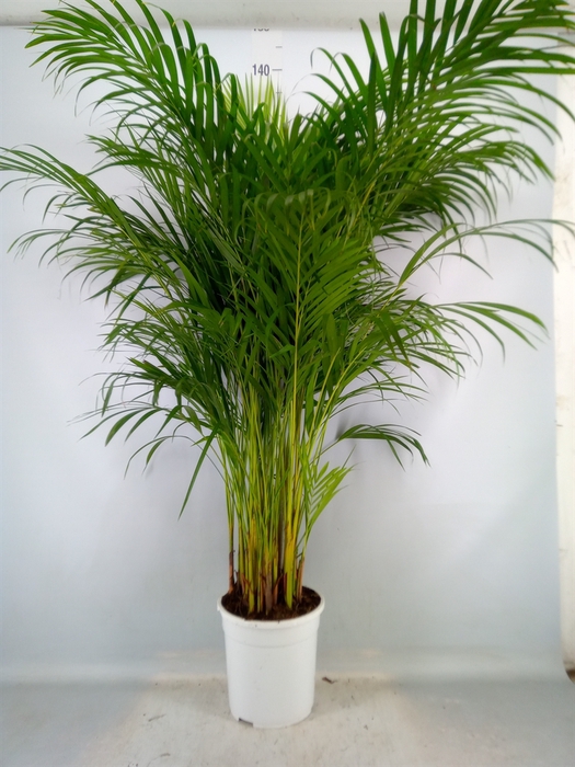 <h4>Dypsis lutescens   ...Chrysalidoca</h4>