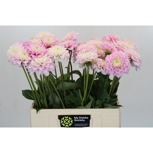 Dahlia Sweet Love