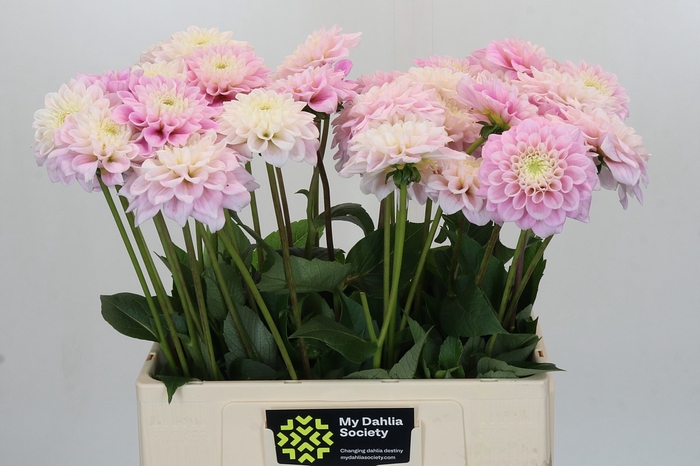 Dahlia Sweet Love