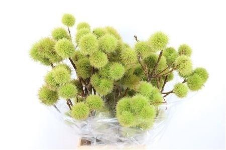 <h4>AESCULUS HIPPOC TAK</h4>