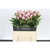 Paeonia Sarah Bernhardt