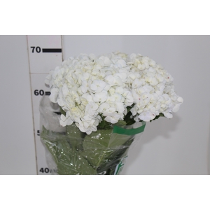 HORTENSIA 050 CM BRANCO