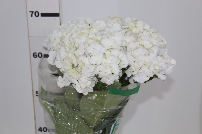 <h4>HORTENSIA 050 CM BRANCO</h4>
