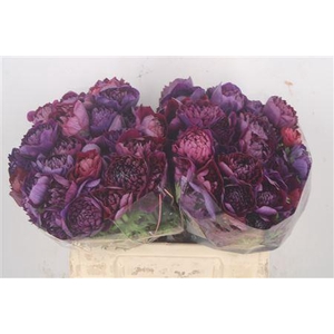 Anemone Levante Wine