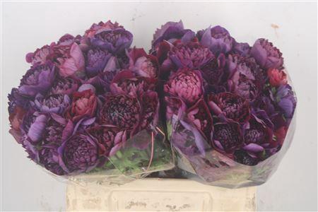 <h4>Anemone Levante Wine</h4>