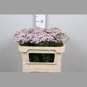 Achil M Lilac Beauty