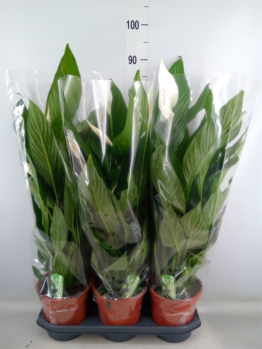 <h4>Spathiphyllum  'Bingo Cupido'</h4>