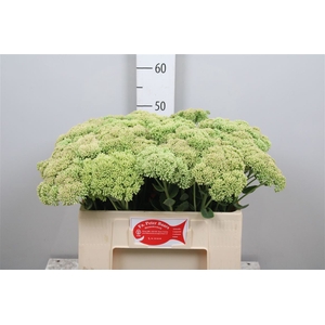Sedum Spectabile