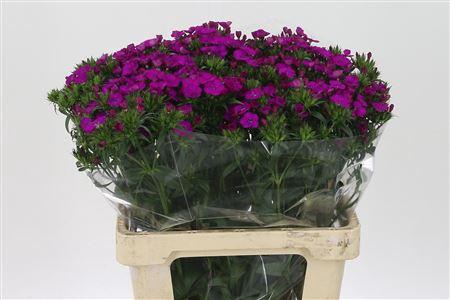 <h4>Di Barb Neon Purple</h4>