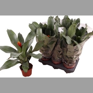 AECH PE ELEGANT FLAM