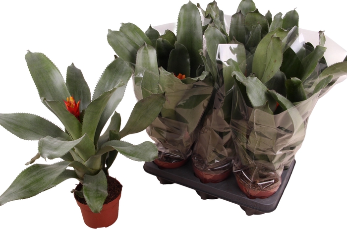 <h4>AECH PE ELEGANT FLAM</h4>