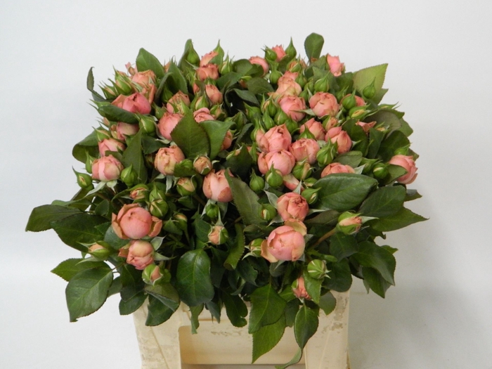 <h4>ROSA TR 'PETTICOAT FREELANDER'</h4>