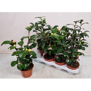 CAMELLIA JAPONICA