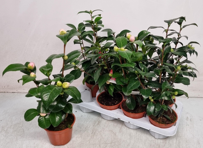 <h4>CAMELLIA JAPONICA</h4>