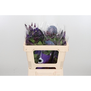 Clem Di Bl Pirouette