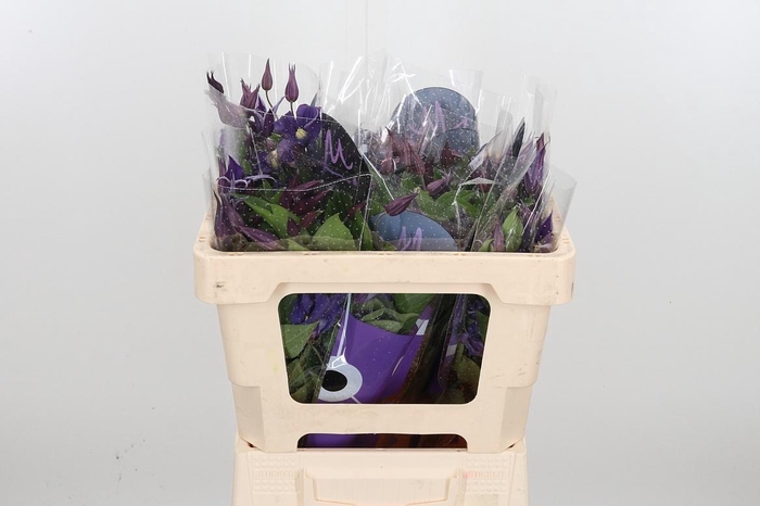 <h4>Clem Di Bl Pirouette</h4>