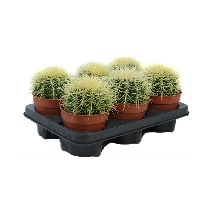 <h4>Echinocactus grusonii 12 cm</h4>