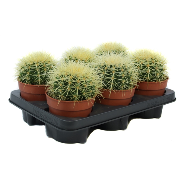 <h4>Echinocactus grusonii 12 cm</h4>