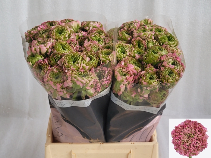 <h4>RAN PON PON ALICE</h4>