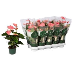 ANTHU AN SWEET DREAM