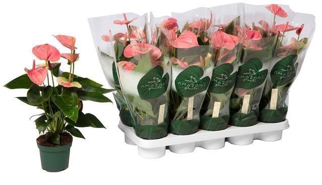 <h4>ANTHU AN SWEET DREAM</h4>