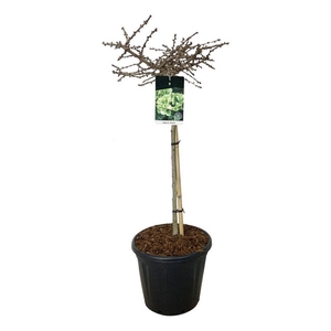 Ginkgo biloba 'Mariken'