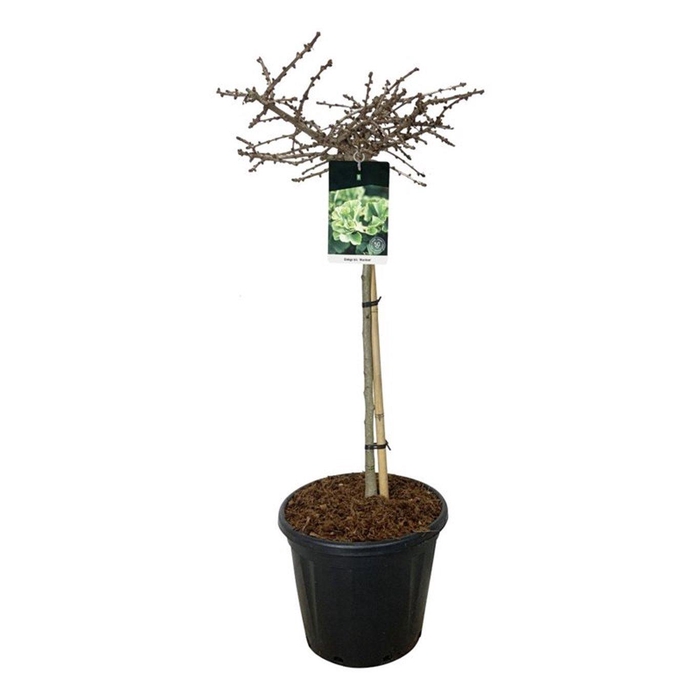 <h4>Ginkgo biloba 'Mariken'</h4>