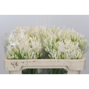 Agapanthus EYFORI White