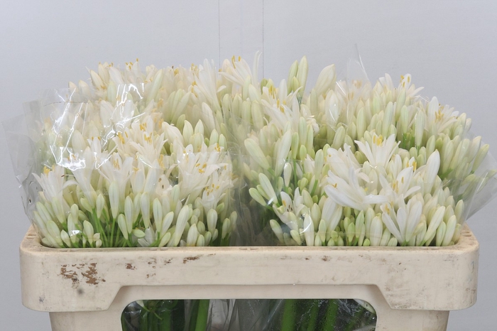 <h4>Agapanthus EYFORI White</h4>