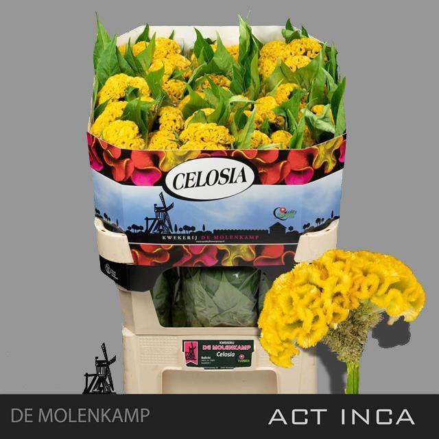 <h4>CEL C ACT INCA</h4>