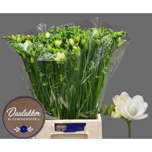 Freesia du Versailles