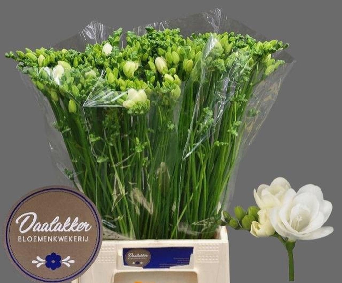 <h4>Freesia du Versailles</h4>