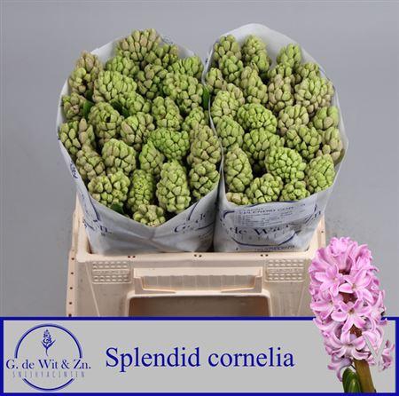 <h4>Hyac Splendid Cornelia</h4>