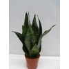 SANSEVIERIA TRIFASCIATA