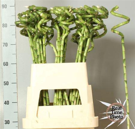 <h4>Drac S Lucky Bamb 90cm</h4>