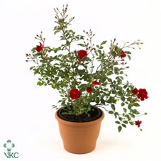 Rosa 'Fairy Queen' - Struik - C3rp - Bodembedekkers