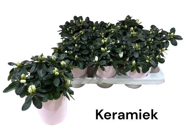 <h4>RHODO SI OV</h4>