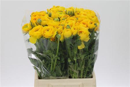 <h4>Ran El Yellow</h4>