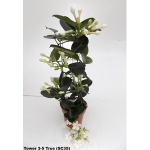 Stephanotis floribunda