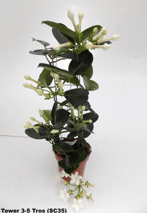 <h4>Stephanotis floribunda</h4>