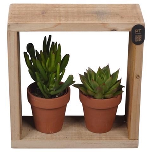 PTSUT8935 Arrangement zomer in frame met terracotta