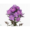 Phlox Blue Boy