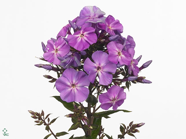 Phlox Blue Boy