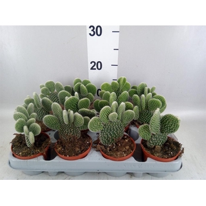 Opuntia microdasys 'Albispina'