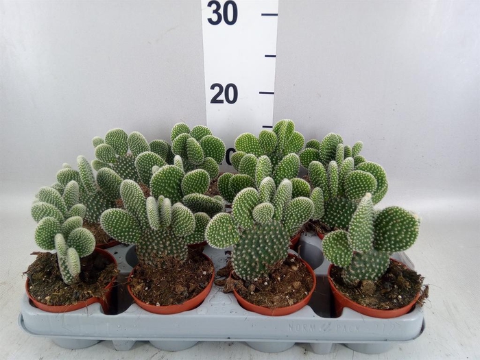 <h4>Opuntia microdasys 'Albispina'</h4>