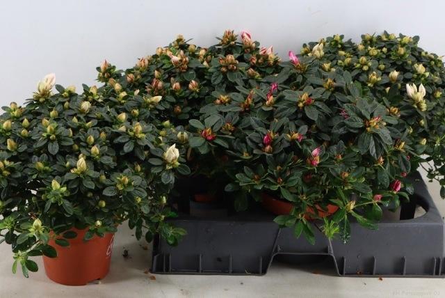 <h4>RHODO SI GEM</h4>