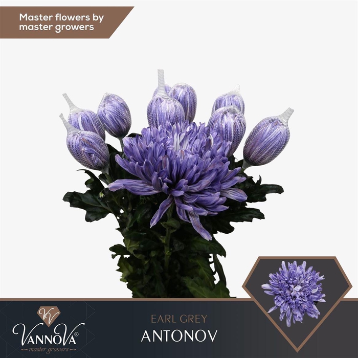 <h4>Painted Chr G Antonov Earl Grey</h4>