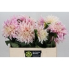 Dahlia Cafe Au Lait