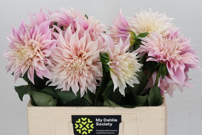 <h4>Dahlia Cafe Au Lait</h4>
